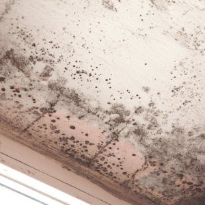 Mould spots on a ceiling