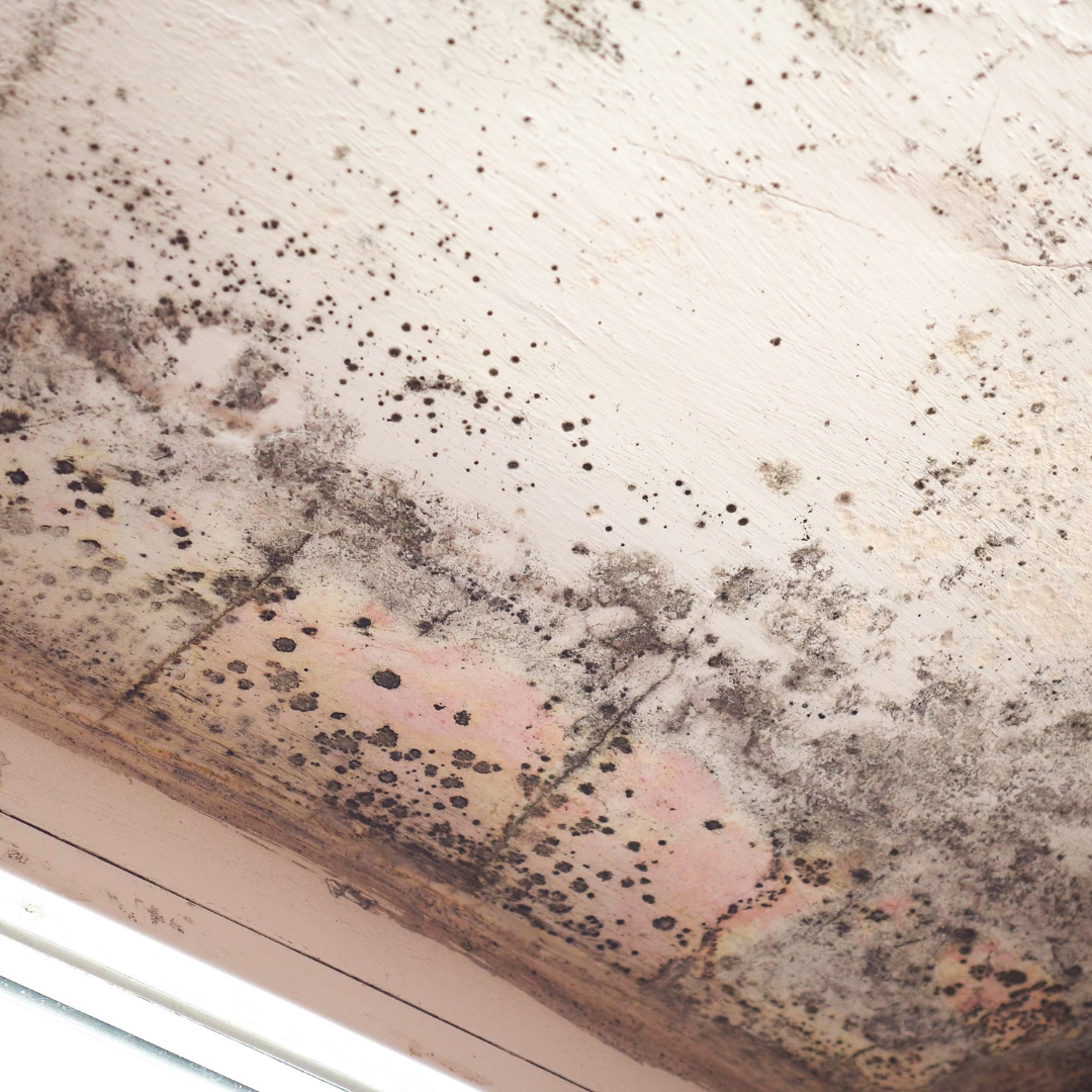 Mold Removal